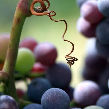 Maison Aleteia*** Decouverte Et Serenite Couette-café Alet-les-Bains